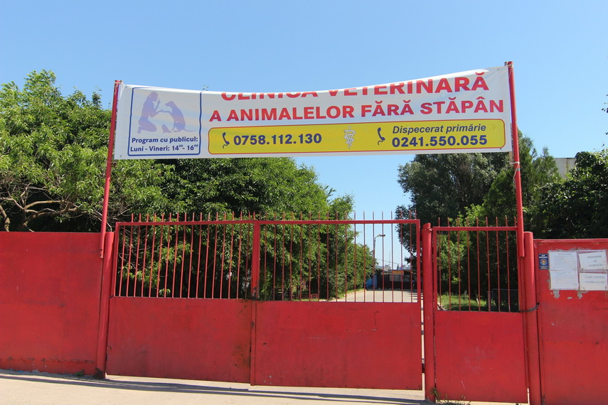 victoria lui bursuc adio puppy vet cainii fara stapan gestionati direct de angajatii primariei si de victoria lui bursuc adio puppy vet cainii fara stapan gestionati direct de angajatii primariei si de