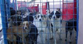 Sondaj de opinie Credeţi că situaţia câinilor fără stăpân din Constanţa se va îmbunătăţi după expirarea contractului cu Puppy Vet? 