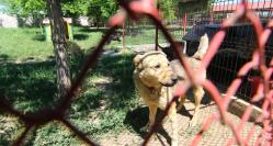 Sondaj de opinie Respondenţii nu cred că situaţia de la Biobaza Constanţa se va îmbunătăţi după încetarea contractului cu Puppy Vet