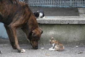 Fotoreportaj Şi animalele iubesc!           