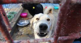 Sondaj de opinie Sunteţi de acord ca cea de a doua biobază din Constanţa să fie amplasată pe strada Caraiman?