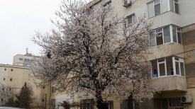 Fotoreportaj Vine, vine, priiiimăvara. La Constanța. Iată dovada. Imagini de vis  