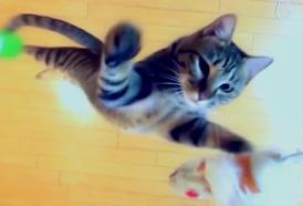 Funny video Află cât de sus poate sări o pisică    