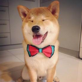 Fotoreportaj Cei mai fericiţi câini din lume! (galerie foto)