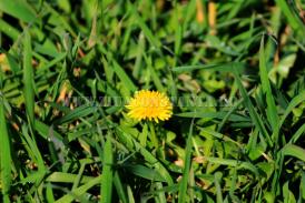 Centrul natura Săptămâna curățeniei și a clarificărilor