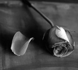 Lumea Poeziilor „Cântec femeiesc” de Adrian Păunescu   