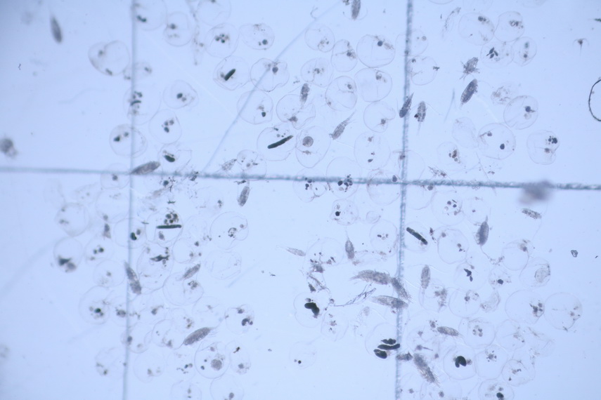 fenomen spectaculos pe plajele din constanta cum si cand este marea neagra fosforescenta galerie foto fenomen spectaculos pe plajele din constanta cum si cand este marea neagra fosforescenta galerie foto