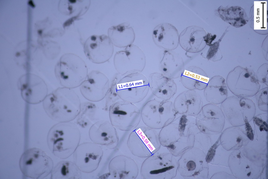 fenomen spectaculos pe plajele din constanta cum si cand este marea neagra fosforescenta galerie foto fenomen spectaculos pe plajele din constanta cum si cand este marea neagra fosforescenta galerie foto