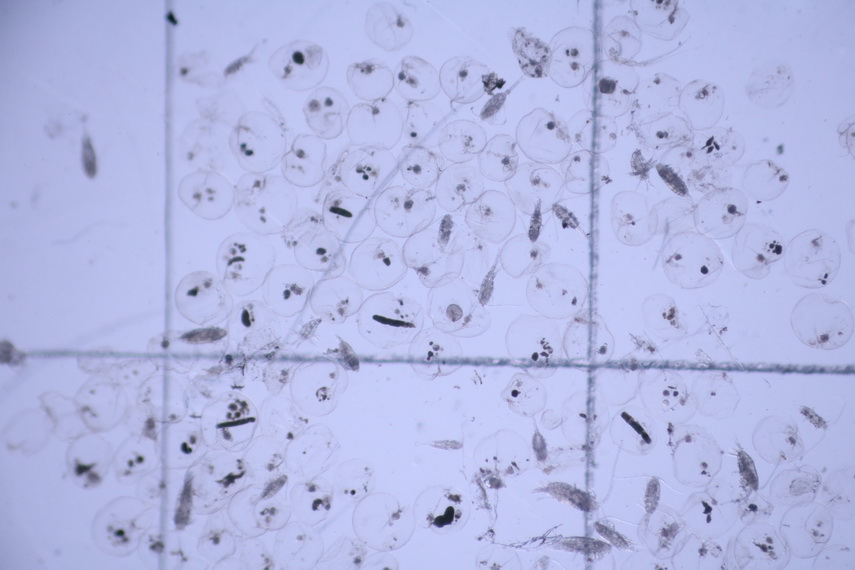 fenomen spectaculos pe plajele din constanta cum si cand este marea neagra fosforescenta galerie foto fenomen spectaculos pe plajele din constanta cum si cand este marea neagra fosforescenta galerie foto