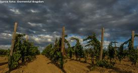 Pentru împătimiţii… genului O nouă cramă în Constanţa. Singura unde se fac produse din viticultură biodinamică