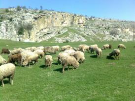 Nu lăsaţi câinii liberi pe străzi! Vor fugi şi nu se vor mai întoarce Tradiţii, obiceiuri şi superstiţii de Constantin şi Elena