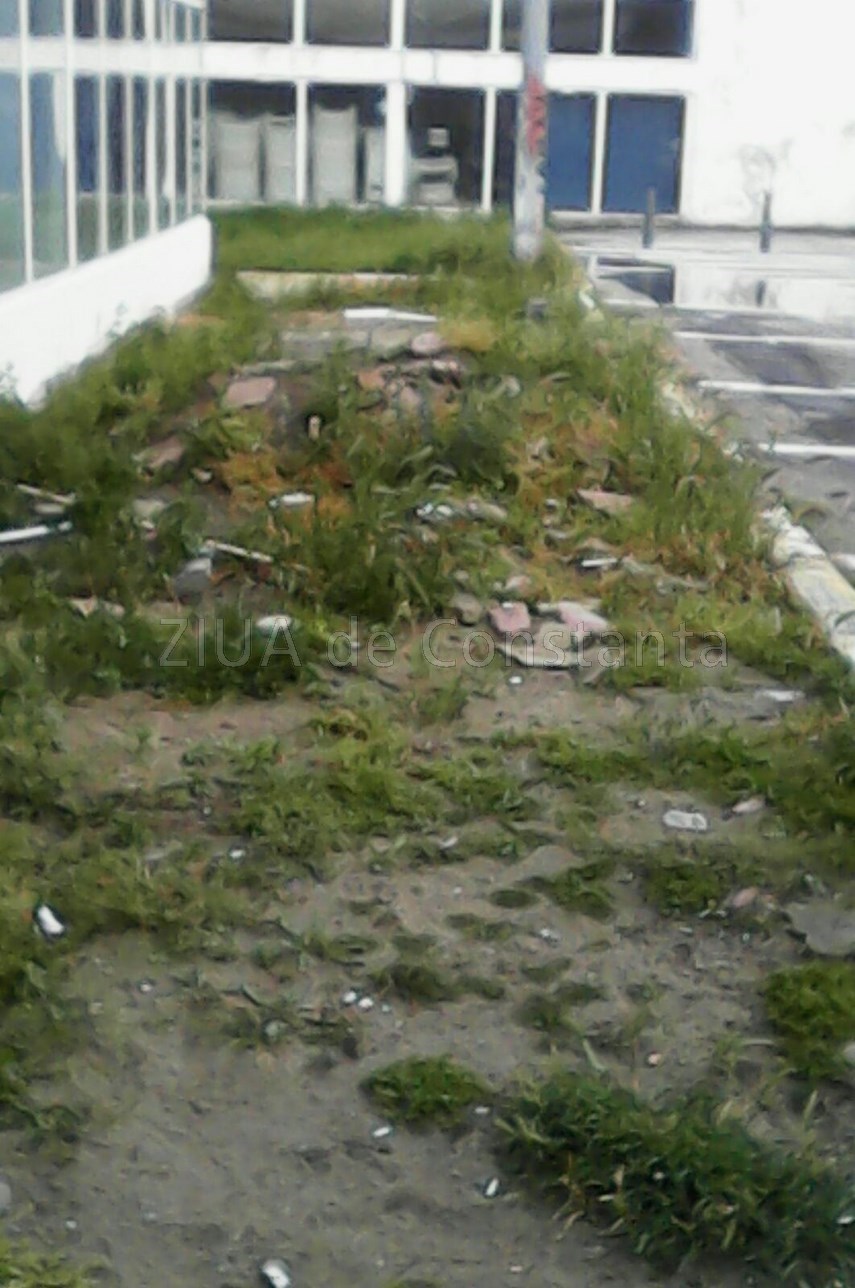 buruienile logicii merge si asa inca troneaza peste statiunea mamaia ar fi bine ca turistii sa nu se buruienile logicii merge si asa inca troneaza peste statiunea mamaia ar fi bine ca turistii sa nu se