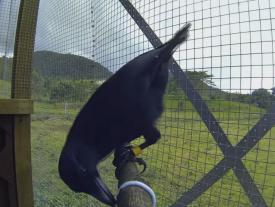 Inteligenţa animalelor nu încetează să ne uimească. O adevărată lecţie (video)