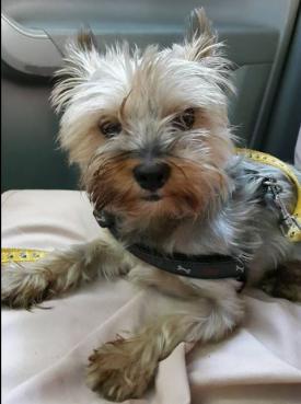 Un constănţean a găsit un căţel Yorkshire Terrier. Îl recunoaşteţi?  