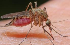 UPDATE.Promisiuni peste promisiuni Reprezentaţii Primăriei Constanţa susţin că vor stârpi ţânţarii! Dar când?  