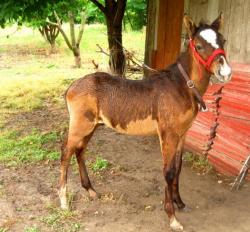 Pompierii tulceni se chinuie să scoată un mânz căzut într-o fântână