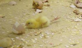 Aceasta este industria puilor! Vă prezentăm imagini care nu sunt recomandate celor slabi de inimă! (video)