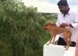 Imagini șocante! Zâmbind, un tânăr a aruncat de pe o clădire înaltă un câine! (video)
