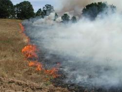 UPDATE3. Arde pădurea de salcâmi de la Peștera   