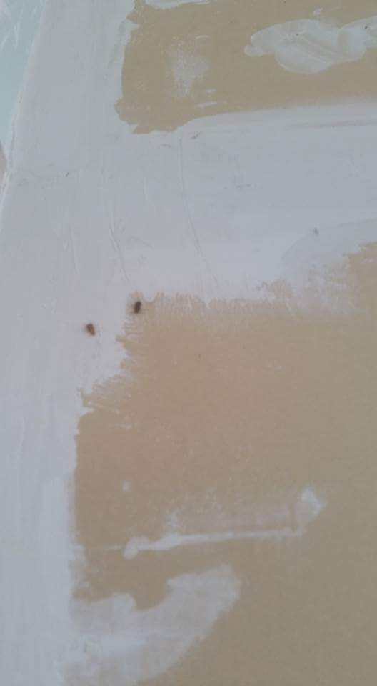 gandacii au dat navala in spitalul clinic judetean de urgenta constanta fotografii socante 600423 gandacii au dat navala in spitalul clinic judetean de urgenta constanta fotografii socante 600423