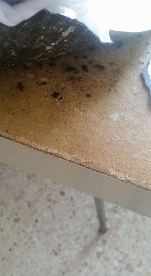 gandacii au dat navala in spitalul clinic judetean de urgenta constanta fotografii socante 600423 gandacii au dat navala in spitalul clinic judetean de urgenta constanta fotografii socante 600423