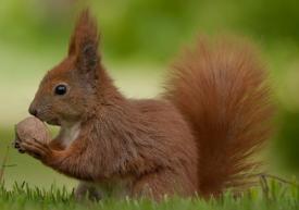 Primăria din Bistrița riscă ditamai amenda din cauza unor… veverițe