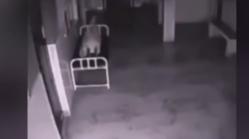 Imagini ce dau fiori. S-a întâmplat într-un spital. Unii au fost sceptici după ce au văzut imaginile, alții au fost șocați