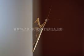 centrulnatura.ro Saptamana INSECTELOR