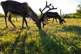 Efectele valului de căldură. Focar de antrax de la reni? 