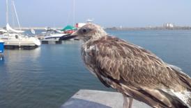 O întâlnire la care puțini visează! Imagini inedite (video)