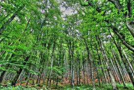 Săptămâna arborelui GREȘELILOR