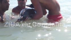 UPDATE Un pui de delfin rănit a fost găsit în mare, la Eforie Sud (galerie foto+video)        