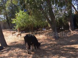 Cu vaca și oile la păscut... în parcul Tăbăcăriei