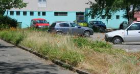 „Există un astfel de serviciu?!“ Majoritatea constănţenilor respondenţi, nemulţumiţi de activitatea Serviciului Administrare Spaţii Verzi  