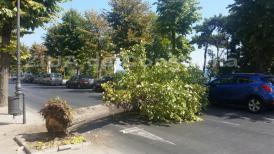 UPDATE Arborele avea peste 30 de aniUn copac s-a prăbuşit din senin. Maşini avariate aproape de Cazino (galerie foto+video)