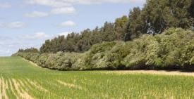 Există fondurile necesare Perdele forestiere pe A1 și A2