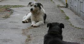 Sondaj de opinie Consideraţi că este necesară construirea unei biobaze moderne în municipiul Constanţa, care să rezolve problema câinilor ce s-au „întors” în cartiere? 