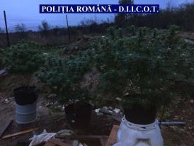 Percheziții la persoane bănuite de cultivarea ilicită de droguri (galerie foto)