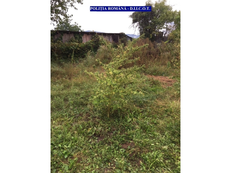 perchezitii la persoane banuite de cultivarea ilicita de droguri galerie foto 607829 perchezitii la persoane banuite de cultivarea ilicita de droguri galerie foto 607829