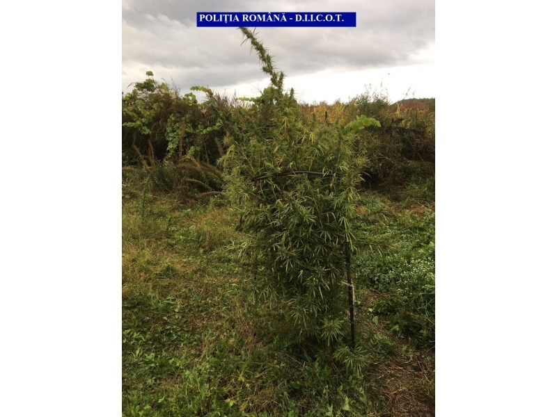 perchezitii la persoane banuite de cultivarea ilicita de droguri galerie foto 607829 perchezitii la persoane banuite de cultivarea ilicita de droguri galerie foto 607829
