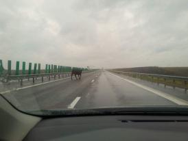Instantaneul zilei Un vițel se plimbă nestingherit pe Autostrada Soarelui 