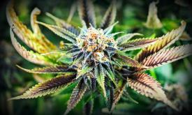 Un bărbat a fost reținut, bănuit de trafic de droguri