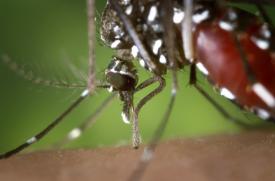 Încă două persoane au murit în urma infectării cu West Nile. În total, opt oameni au pierit
