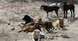 Sondaj de opinie Constănţenii susţin construirea unei biobaze moderne în municipiu şi strângerea câinilor din cartiere!