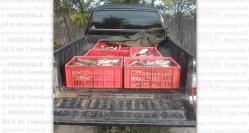 Sute de kilograme peşte confiscate de poliţiştii de frontieră (galerie foto)