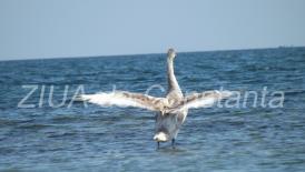 Fotoreportaj Lebedele de la Eforie s-au întors în Golful de la Capu Turcului (galerie foto+video)