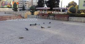 Păsări și animale tot mai surprinzătoare Imaginea zilei din Parcul de la Casa de Cultură Constanța  