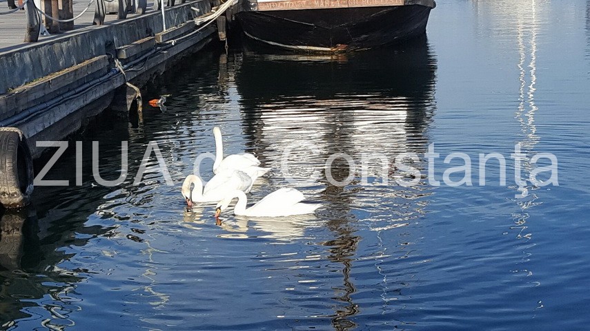 cu toata frumusetea toamnei inainte abandonati va linistii in mangalia galerie foto 612739 cu toata frumusetea toamnei inainte abandonati va linistii in mangalia galerie foto 612739