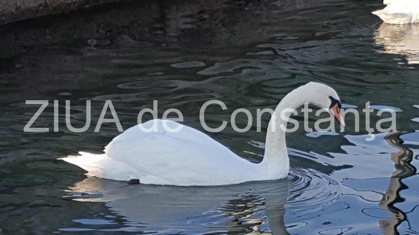 cu toata frumusetea toamnei inainte abandonati va linistii in mangalia galerie foto 612739 cu toata frumusetea toamnei inainte abandonati va linistii in mangalia galerie foto 612739
