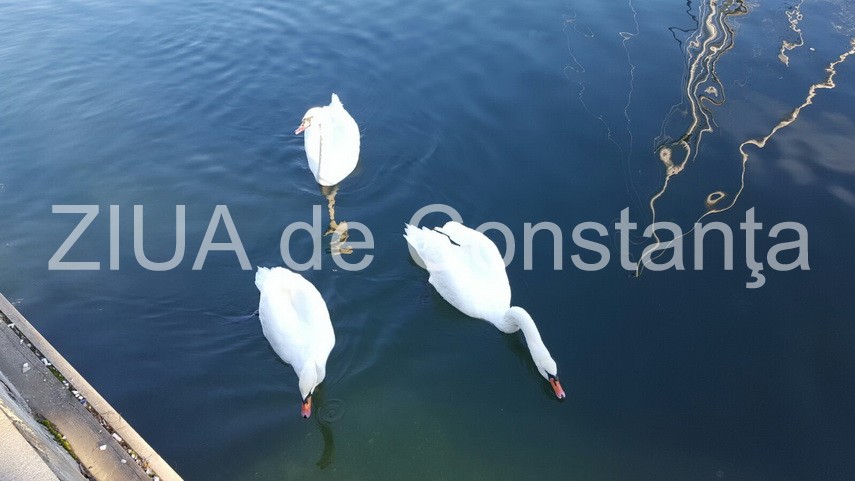 cu toata frumusetea toamnei inainte abandonati va linistii in mangalia galerie foto 612739 cu toata frumusetea toamnei inainte abandonati va linistii in mangalia galerie foto 612739